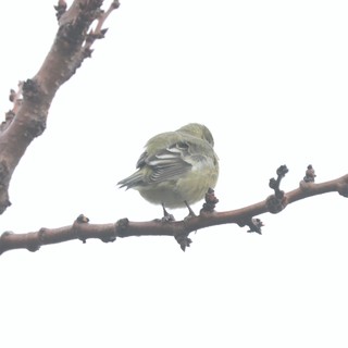 Puffed Chiffchaff Resting on Winter Branch
