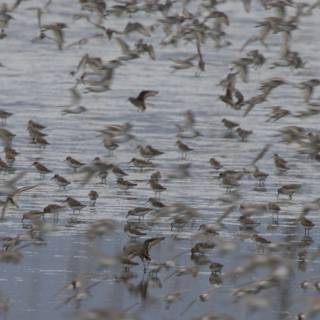 A Flurry of Wings