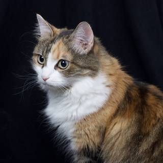 Beautiful Calico Cat