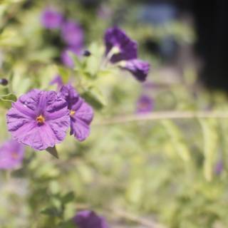 Purple Flowers in Altadena Garden