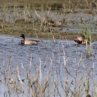 Mallard Duck Pair Foraging in Flooded Wetland