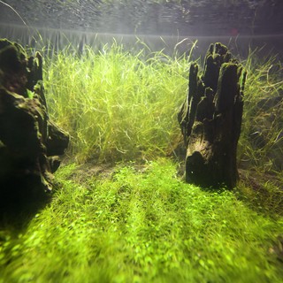 aquarium or freshwater habitat