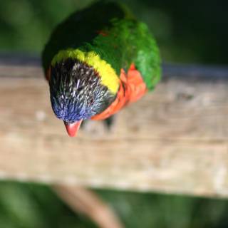 Colorful Bird on a Wooden Fence