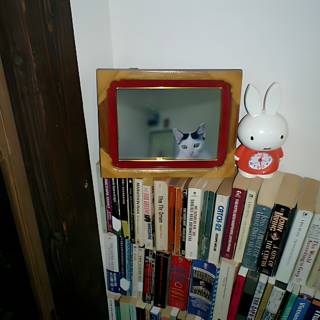 Feline Watcher in the Library
