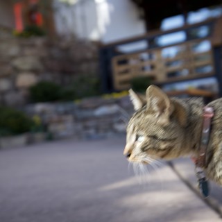 Adorable Striped Kitten Close-Up in Urban Setting
