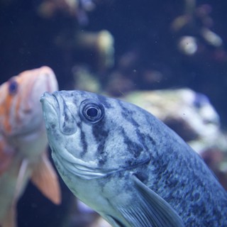 Blue Fish Close-Up in Aquarium Setting