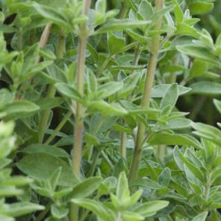 Verdant Herb Garden