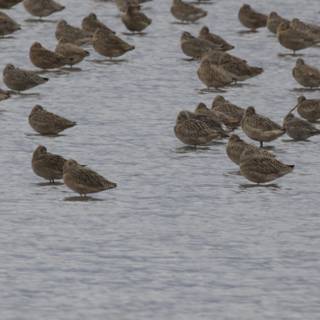 Gathering of Sandpipers