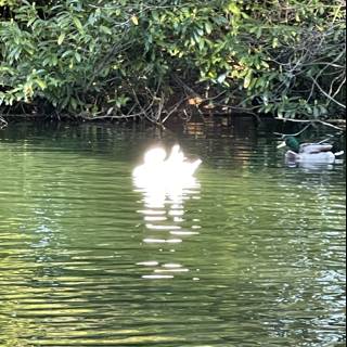Serene Duck on Stow Lake