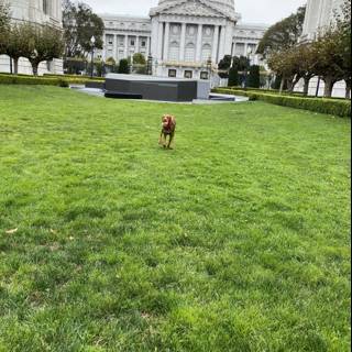Dog enjoying the greenery in front of a city landmark