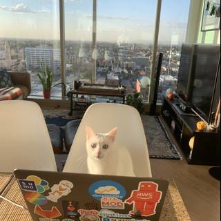 The Cat and the Laptop