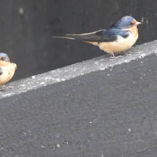 Feathered Companions at San Pablo Bay