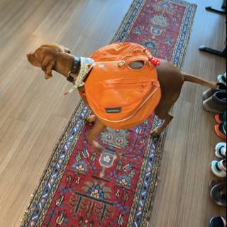 The Backpack Pupventure