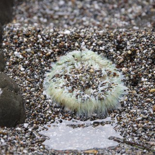 Sea Anemone Exposed at Low Tide on Pebbled Shore