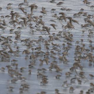 A Symphony of Wings