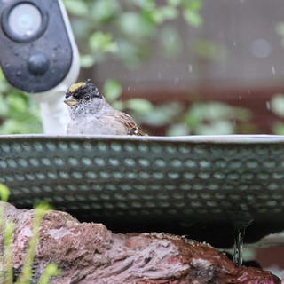 Golden-Crowned Sparrow Bathing in Garden Bird Bath