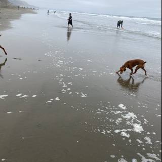Beach Playtime with Canine Companions