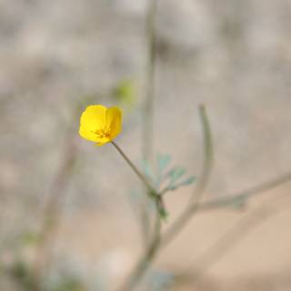 Lone Yellow Geranium in the Desert