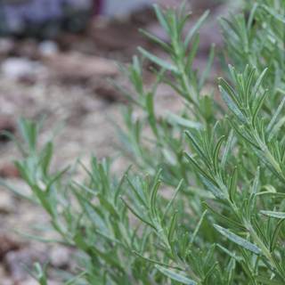 Verdant Variety: Rosemary's Delicate Dance