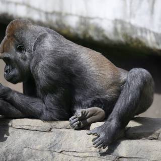 Contemplative Power: Majestic Gorilla at SF Zoo