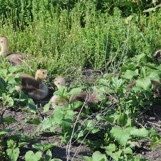 Goslings Foraging Among Vegetation at Wetland Path