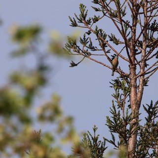 Small Bird Perched on Conifer Branch at Dawn
