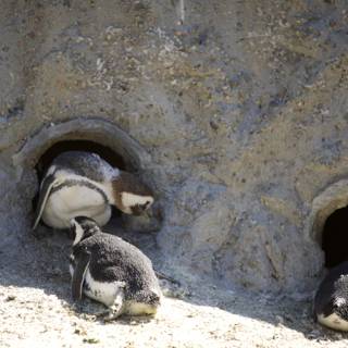 A Penguin Party at SF Zoo