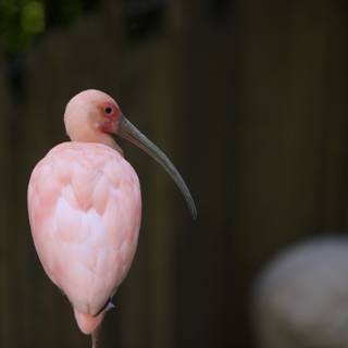 Pink Flamingo at the Zoo