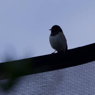 Perched in Serenity