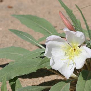 A Serene Lily in the Sand