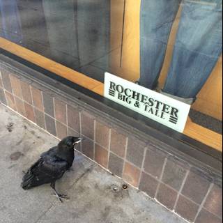 The Blackbird on the San Francisco Sidewalk