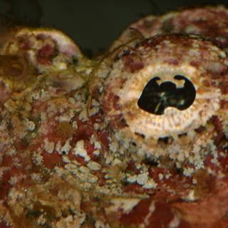 Vibrant Octopus in Reef