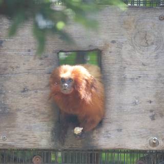 Glimpse of Solitude: Orangutan at Honolulu Zoo