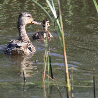 Mother Duck and Duckling Swimming in Wetland Pond
