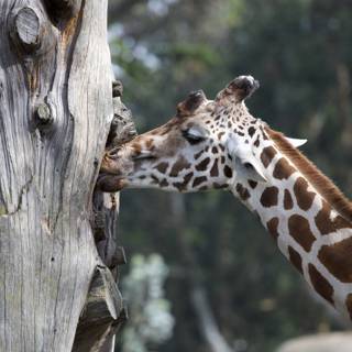 Majestic Mornings: A Giraffe's Brunch