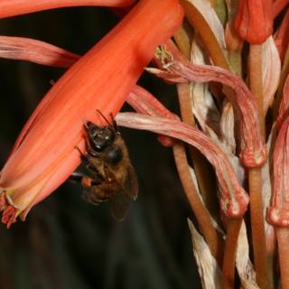 Bee Feast on Red Flower