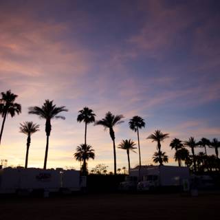 Palm Tree Sunset at Coachella Valley Music and Arts Festival