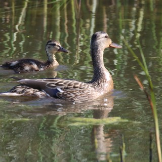 Female Mallard Ducks Swimming in Tranquil Wetland Waters