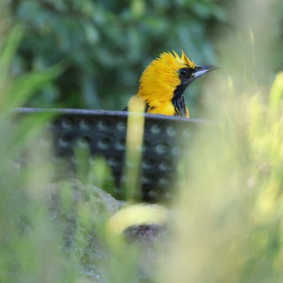 Hooded Oriole Peeking Through Garden Foliage
