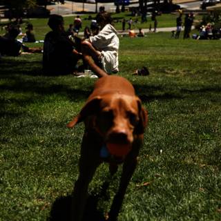 Playtime at Delores Park