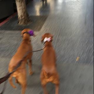 Two Hounds on a Los Angeles Sidewalk