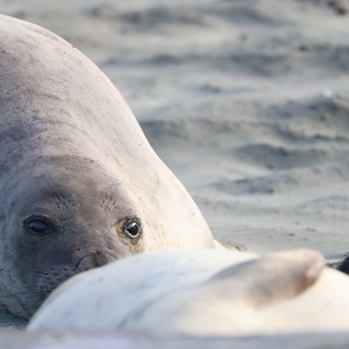 Elephant Seal Pup Close-Up at Drakes Beach