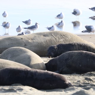 Elephant Seals Resting on Drakes Beach with Seabirds