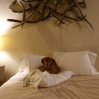 Home Decor Comes Alive with Man's Best Friend