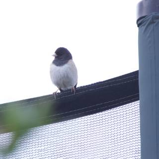 Perched at Dusk