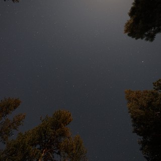 Starry Night Sky Through Pine Canopy at Lassen