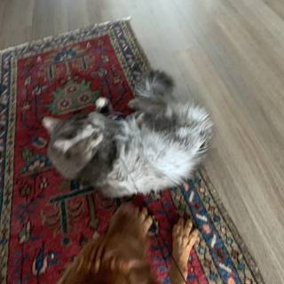 Feline and Canine Playtime
