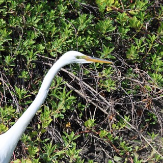 Great Egret Hunting Among Wetland Vegetation