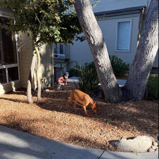 Morning Walk in Carmel