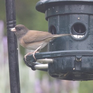 Dark-Eyed Junco Perched at Backyard Bird Feeder
